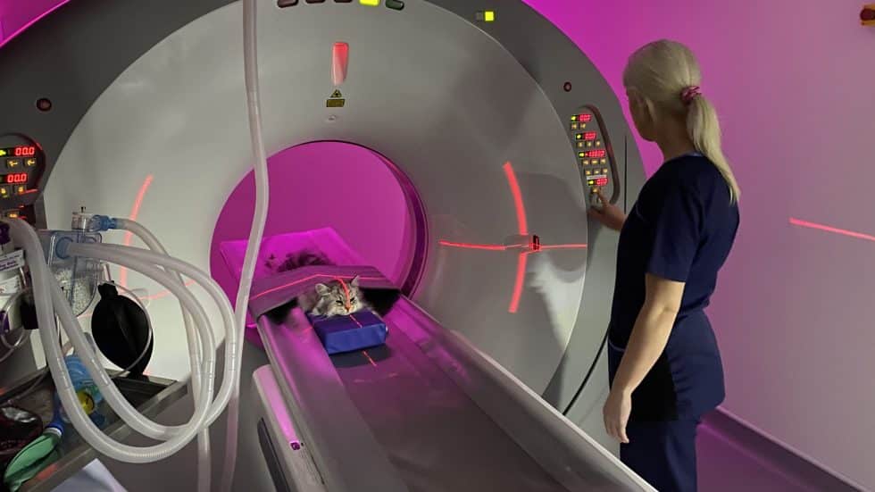 what-is-the-average-cost-of-dog-ct-scan-in-the-uk