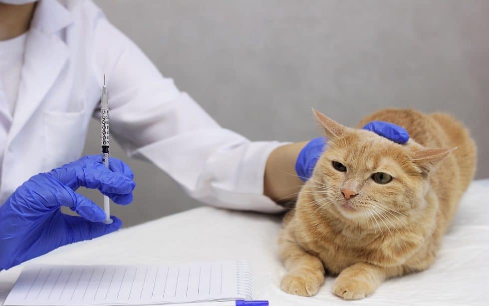 how-much-does-cat-vaccination-cost-in-the-uk-anrich-vets