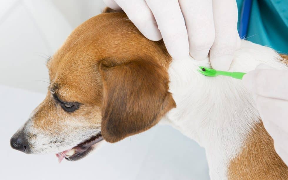 Skin Infection In Dogs: Types, Causes, Symptoms, Treatment