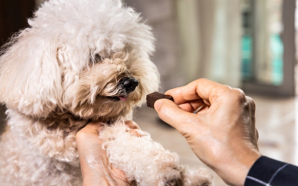 feeding pet dog with chewable to protect and treat from heartworm disease