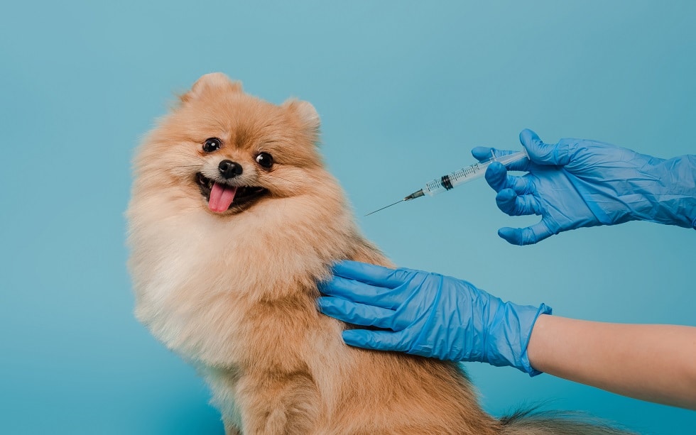 vaccination for pomeranian spitz dog