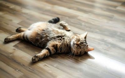 Arthritis in Cats Causes, Symptoms, And Management