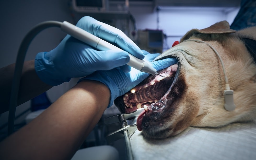 Veterinarian during examining and cleaning dog teeth