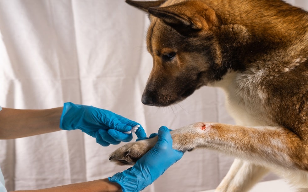 Treatment dogs have the vet