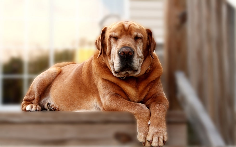 Gastroenteritis in Dogs