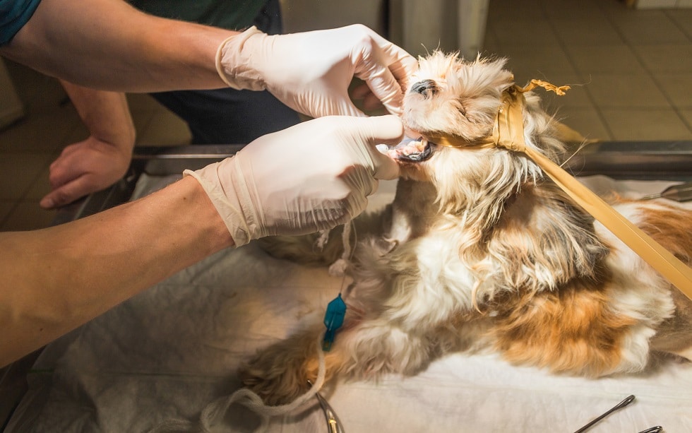 Veterinary checking dog throat